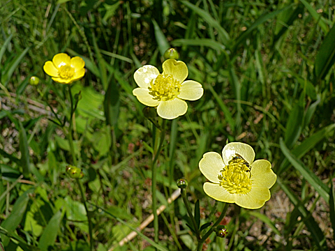 ウマノアシガタ