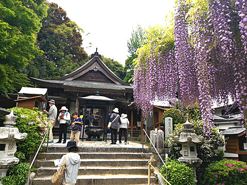 武蔵寺本堂と藤