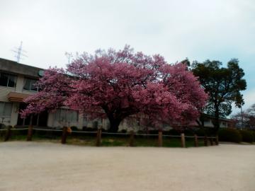 向島寒桜