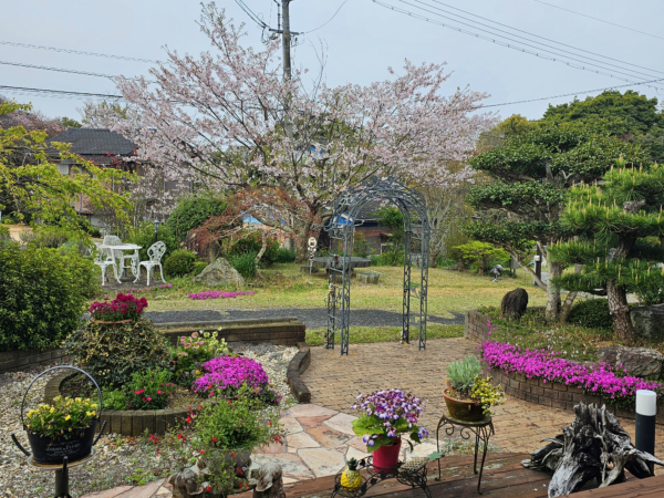 さくらの共演の画像