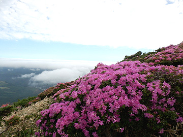 雲海の切れ間とミヤマキリシマ 雲海の切れ間とミヤマキリシマ