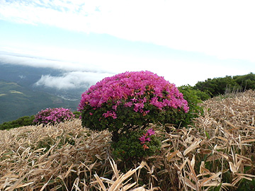 可愛い形のミヤマキリシマ 可愛い形のミヤマキリシマ