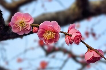 梅開花のイメージ