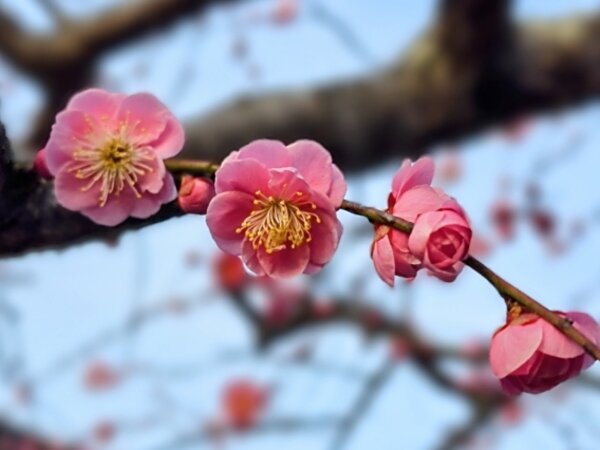 梅開花の画像