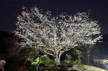 ライトアップのイメージ