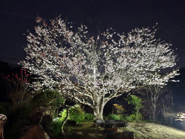 ライトアップの画像